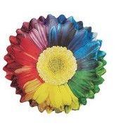 Rainbow Sunflower Logo - Rainbow Sunflower Balloon. Bargain Balloons Balloons