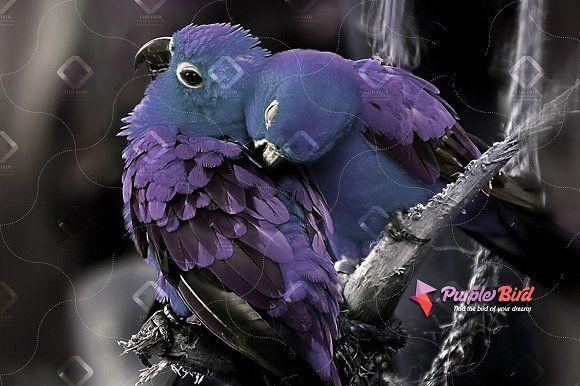 Purple Bird Logo - Purple Bird ~ Logo Templates ~ Creative Market