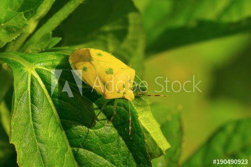 Green Yellow Shield Logo - Yellow shield bug on a green leaf near Sangli this
