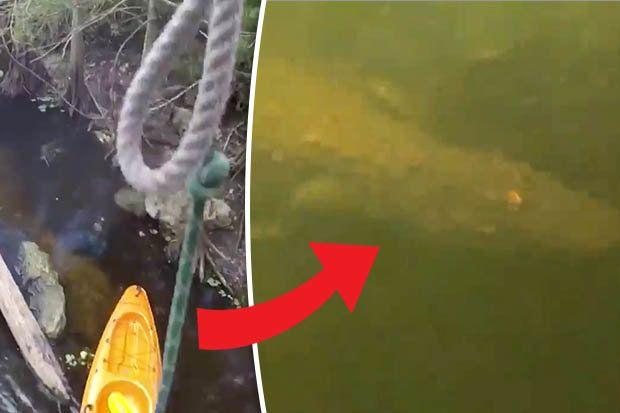 Alligator Face Logo - Man in Florida almost steps on ALLIGATOR in rope swing fail | Daily Star