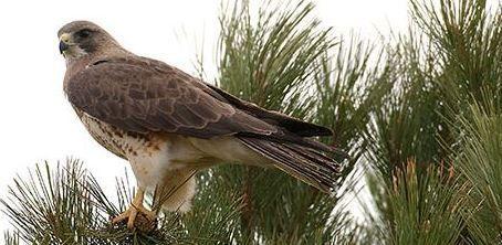 Brown Hawk Logo - Traits of N.D. hawks: A logo in the making – Northland Outdoors