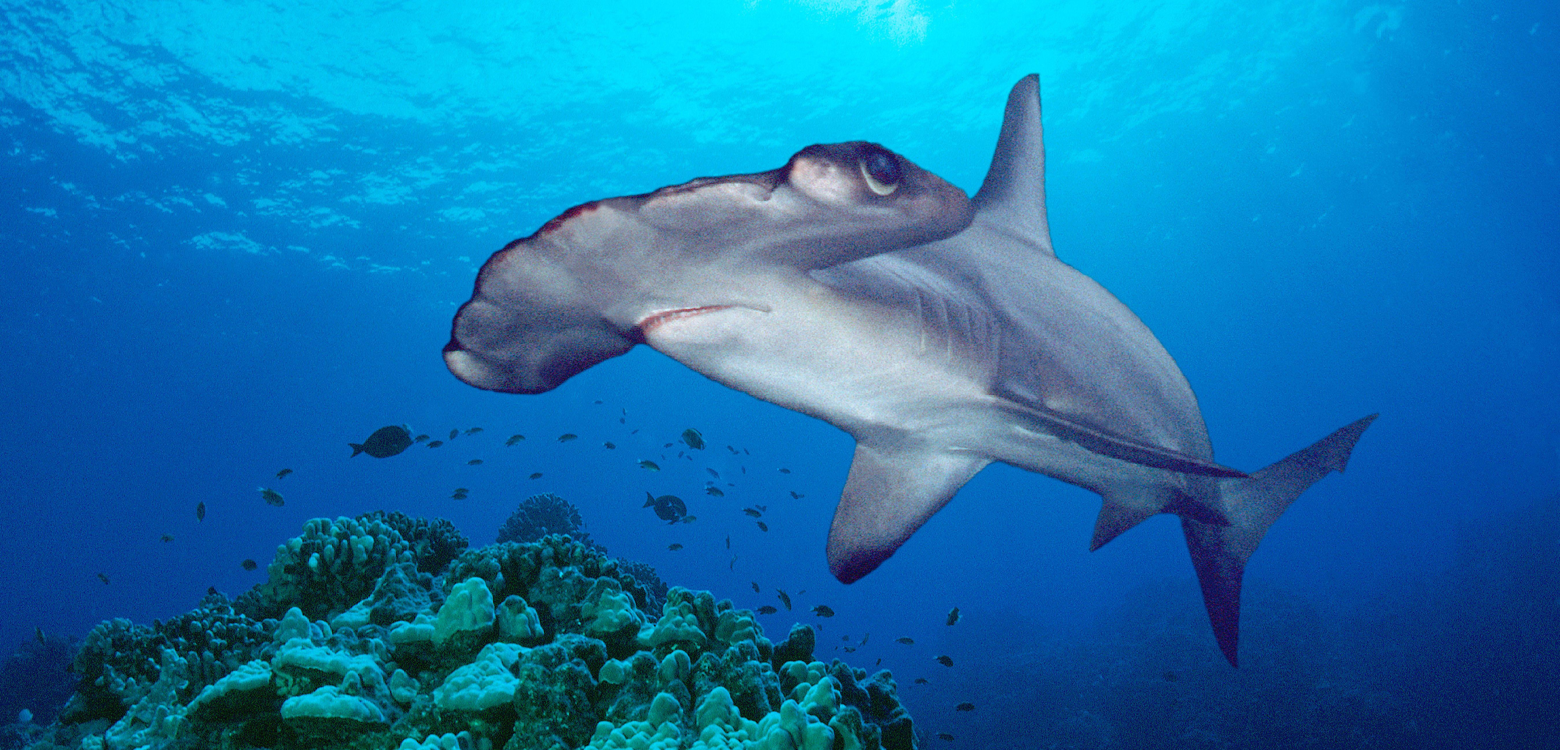Hammerhead Shark Logo - Scientists Discover a Likely Hammerhead Shark Nursery | Hakai Magazine
