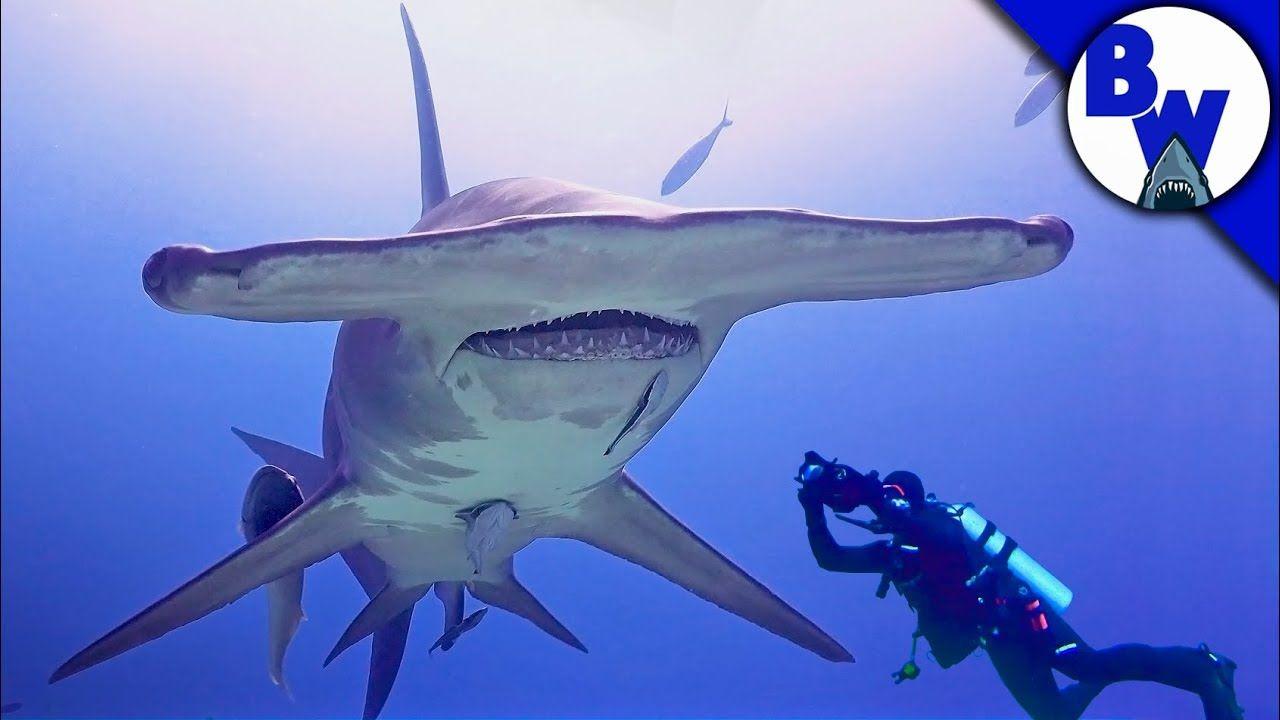 Hammerhead Shark Logo - MASSIVE Hammerhead Shark Filmed in Bahamas! - YouTube