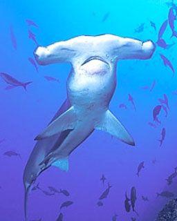 Hammerhead Shark Logo - Newsletter - Scalloped Hammer Head Sharks - Scuba Diving in Layang ...