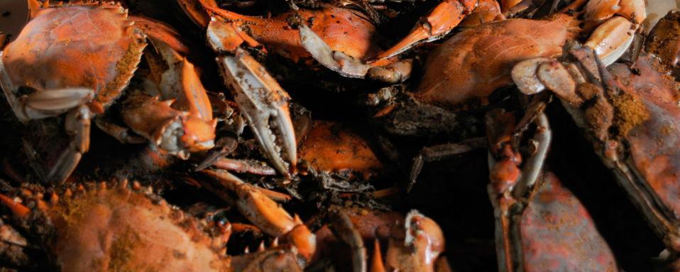 Baltimore Crab Logo - Maryland Crabs
