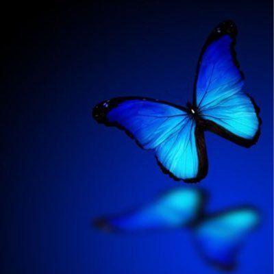 Autism Butterfly Logo - The Autism Butterfly (@AutismButterfli) | Twitter