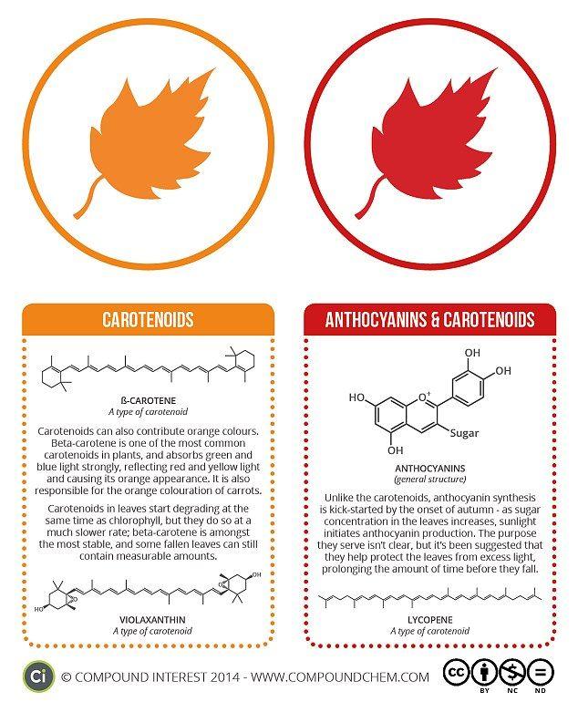 Orange and Red S Logo - Autumn's colours explained in infographic | Daily Mail Online
