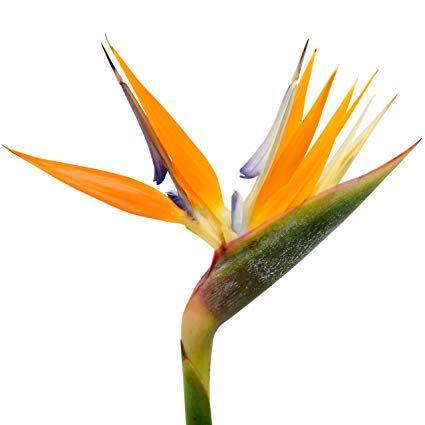 Bird of Paradise Flower Logo - Amazon.com: BIRD OF PARADISE LIVE PLANT Exotic Plants Orange Flower ...