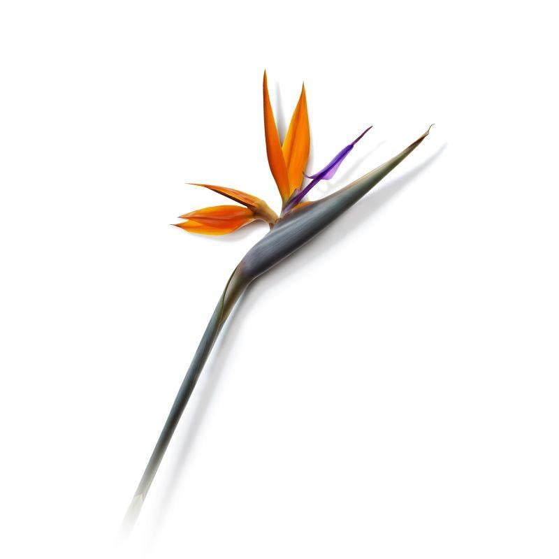 Bird of Paradise Flower Logo - Birds Of Paradise flower | BARE LANDSCAPES