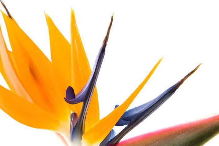 Bird of Paradise Flower Logo - Bird of Paradise Flower Meaning - Flower Meaning