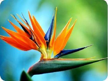 Bird of Paradise Flower Logo - Cut Flower Care and Handling: Bird of Paradise – Floralife – Blog