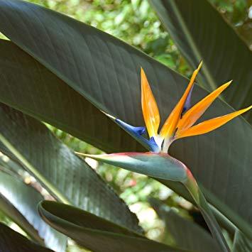 Bird of Paradise Flower Logo - Amazon.com : Outsidepride Bird of Paradise Plant Flower Seed - 50 ...