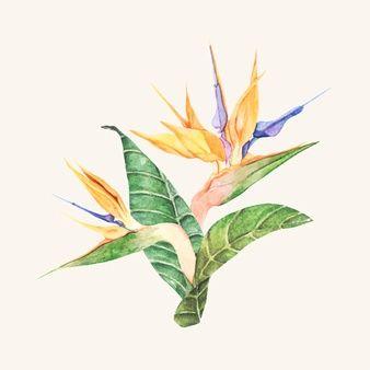 Bird of Paradise Flower Logo - Bird Of Paradise Flower Vectors, Photos and PSD files | Free Download