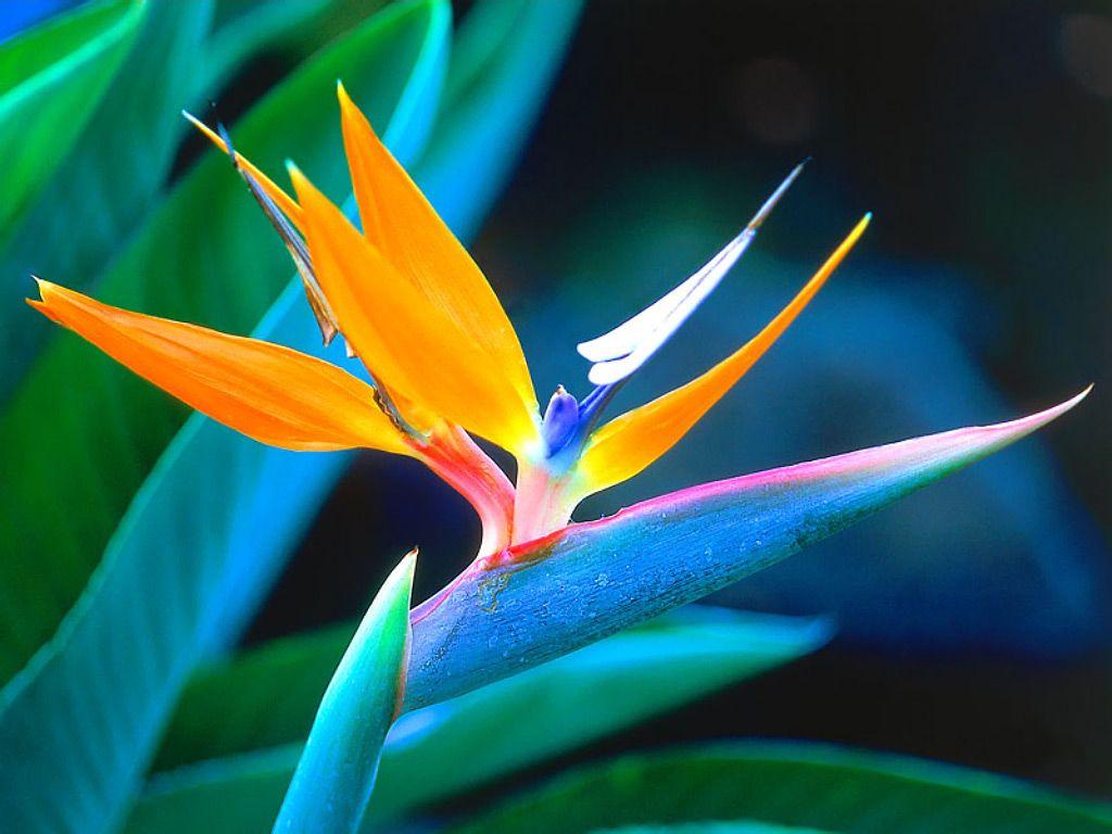 Bird of Paradise Flower Logo - About: Bird of Paradise | BloomNation Blog