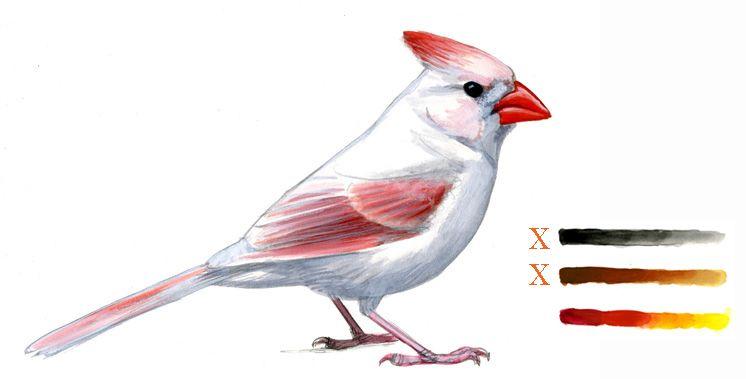 A Bird with Red and White Logo - Abnormal coloration in birds: Melanin reduction