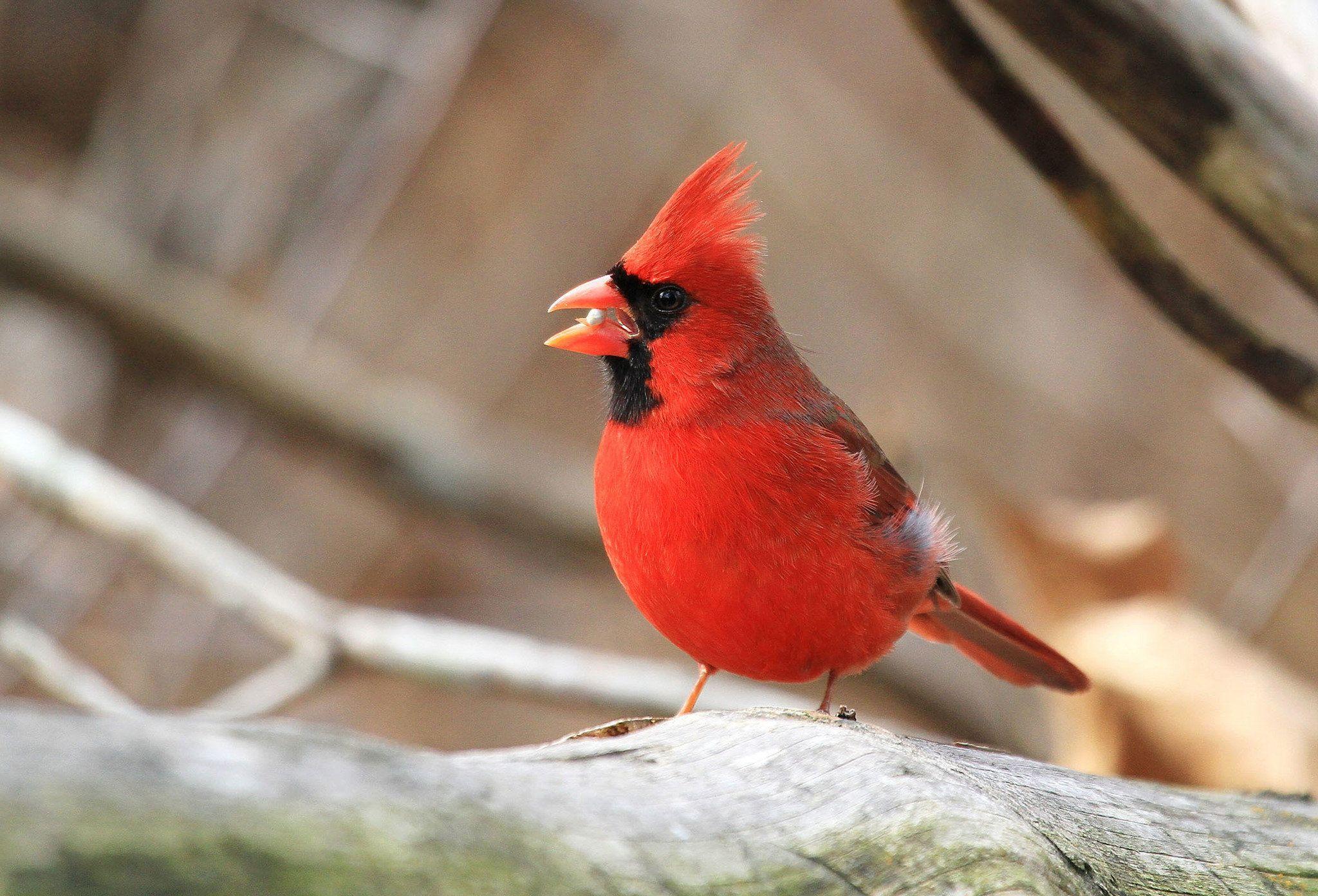 A Bird with Red and White Logo - Red, white and blue birds of Pennsylvania