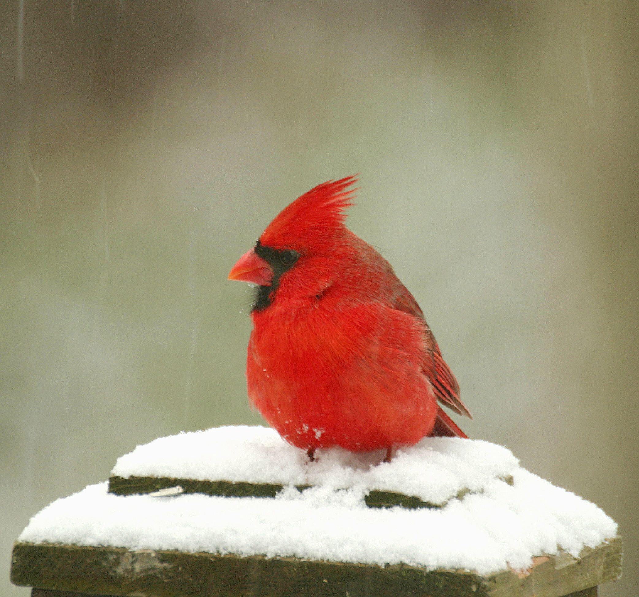 A Bird with Red and White Logo - A look at New England's red, white and blue birds - BirdCallsRadio ...