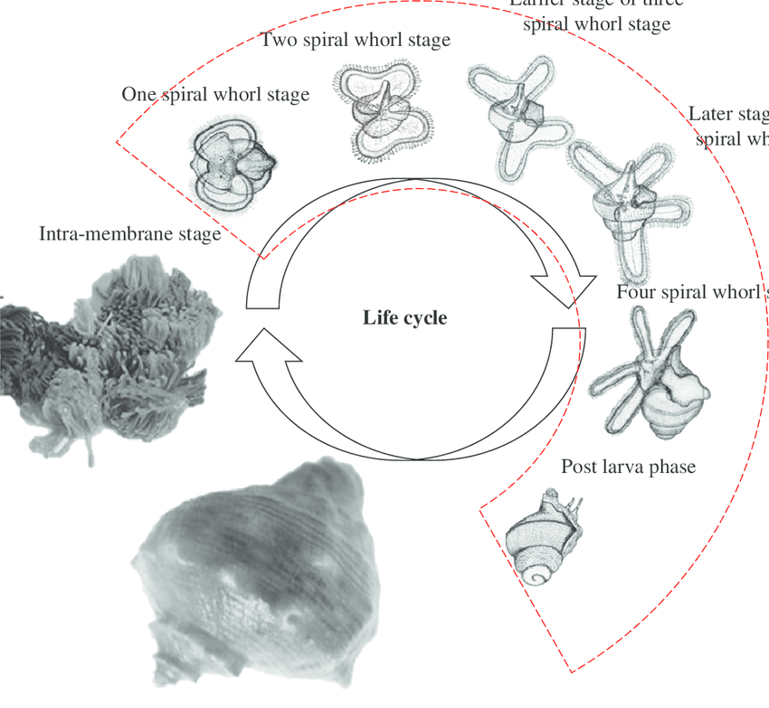 Red with White R Inside Circle Logo - Developmental stages of R. venosa that were sampled for ...