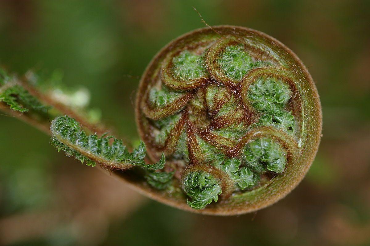 Leaf Spiral Logo - Koru