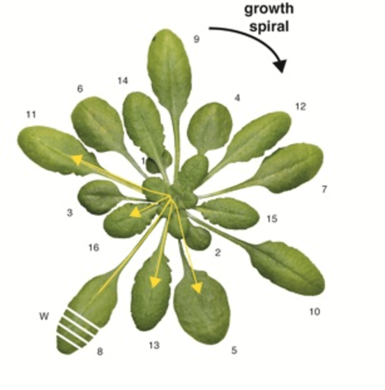 Leaf Spiral Logo - Leaf numbering for experiments on long distance signalling in ...