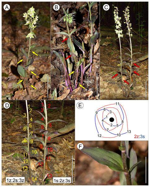 Leaf Spiral Logo - Diversity of leaf arrangements in E. purpurata.(A) Typical spiral ...