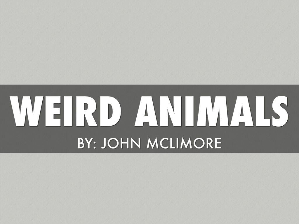Weird Animals Logo - Weird Animals