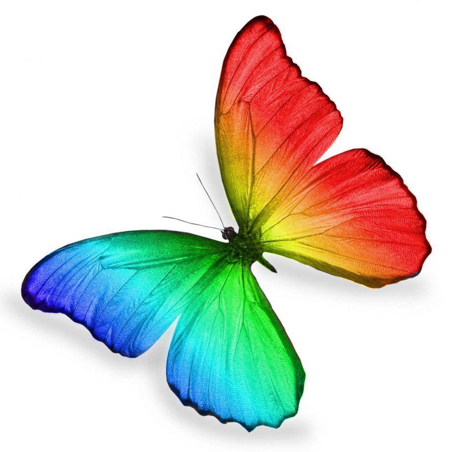 Rainbow Colored Butterfly Logo - Rainbow Butterfly