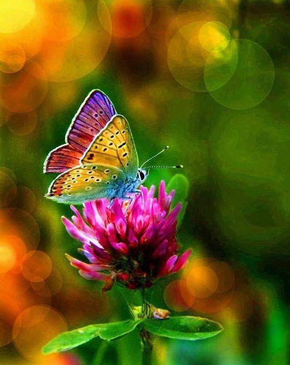 Rainbow Colored Butterfly Logo - Real Rainbow Butterflies | rainbow colored butterfly... | The ...