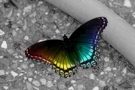 Rainbow Colored Butterfly Logo - A rainbow colored butterfly & Nature Background Wallpaper