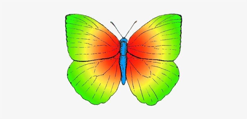 Rainbow Colored Butterfly Logo - Butterfly Rainbow Colored Colors Transparent PNG