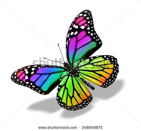 Rainbow Colored Butterfly Logo - Color butterfly , isolated on white - stock photo | Yoga Mat & Bag ...