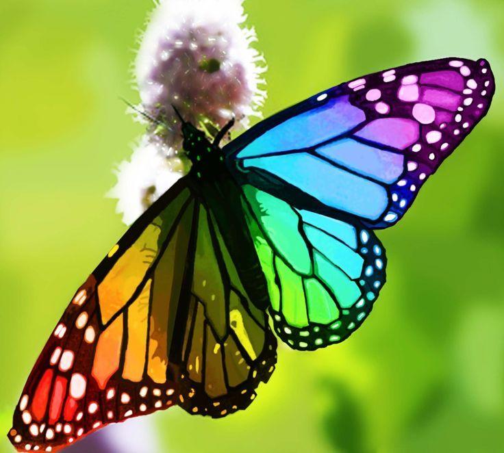Rainbow Colored Butterfly Logo - How to Heal Yourself | Bernie Siegel M.D.