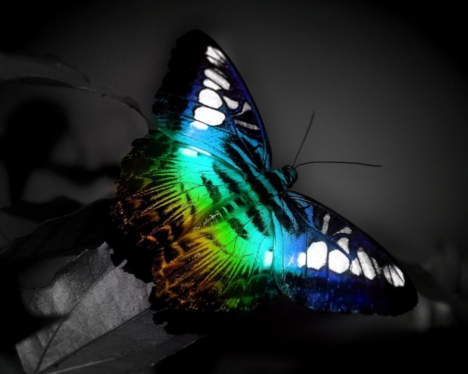Rainbow Colored Butterfly Logo - Rainbow Colored Butterfly. HD Animals and Birds Wallpaper