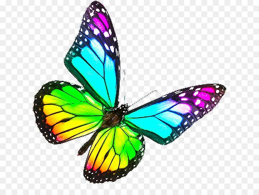 Rainbow Colored Butterfly Logo - Download Free png Monarch Butterfly Biosphere Reserve Rainbow Color ...