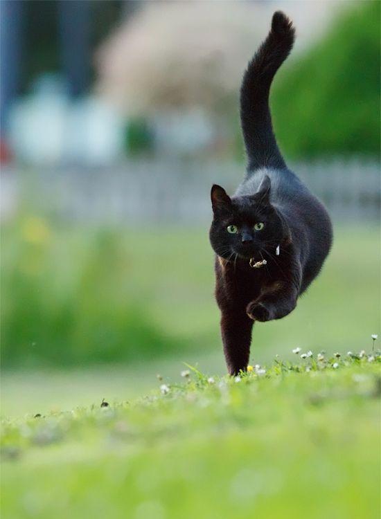 Running Black Cat Logo - if a black cat crosses your path, it's a sign that the animal is ...