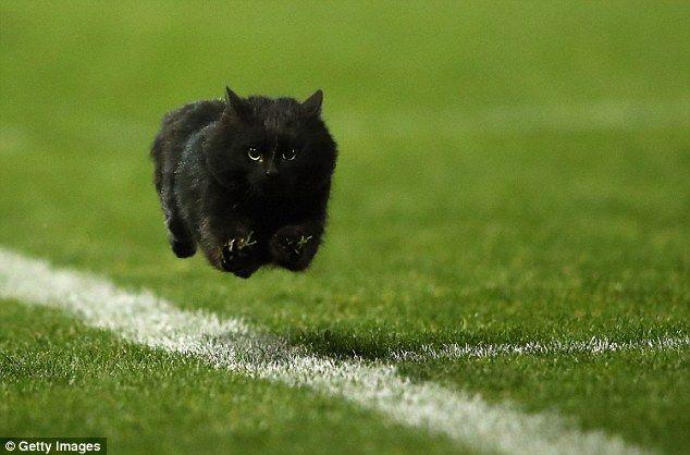 Running Black Cat Logo - NRL game between Panthers and Sharks saw black cat run across the ...