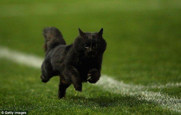 Running Black Cat Logo - NRL game between Panthers and Sharks saw black cat run across the ...