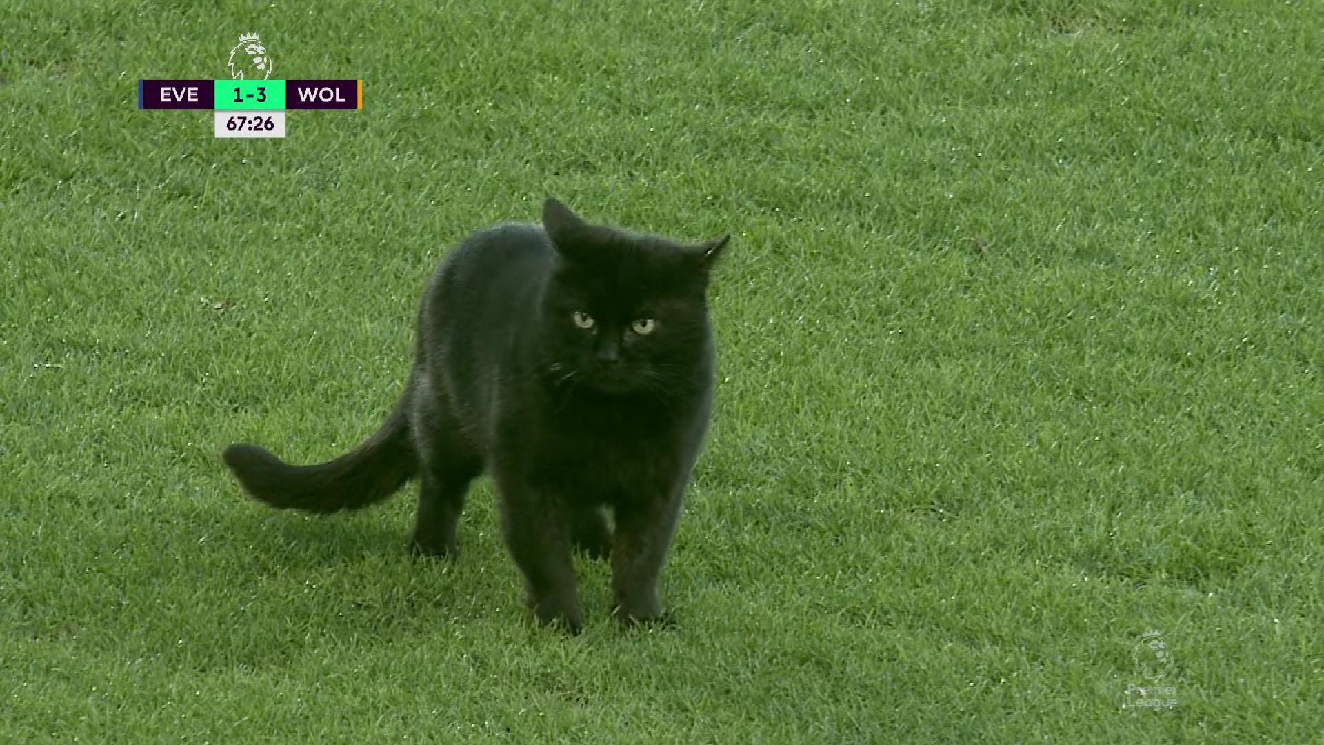 Running Black Cat Logo - Black cat wanders around the pitch at Goodison Park | NBC Sports