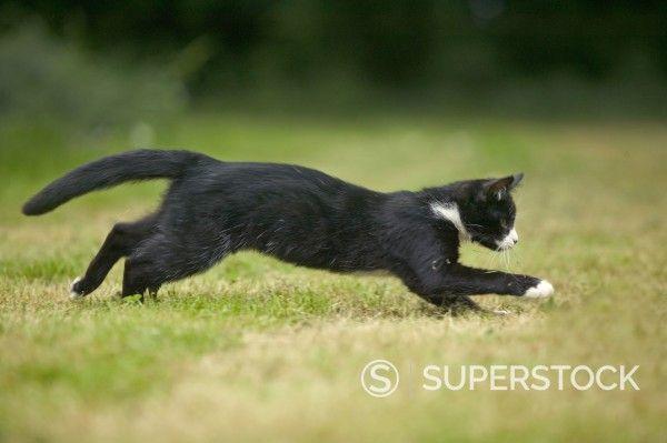 Running Black Cat Logo - Black and White Cat - running Stock Photo 4220-20109495 : Superstock