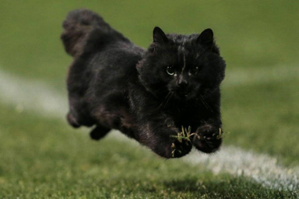 Running Black Cat Logo - Please Enjoy Watching This Cat That Ran Down The Field At An NRL ...