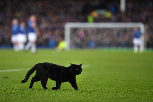 Running Black Cat Logo - Twitter reacts to a black cat running on Everton's pitch