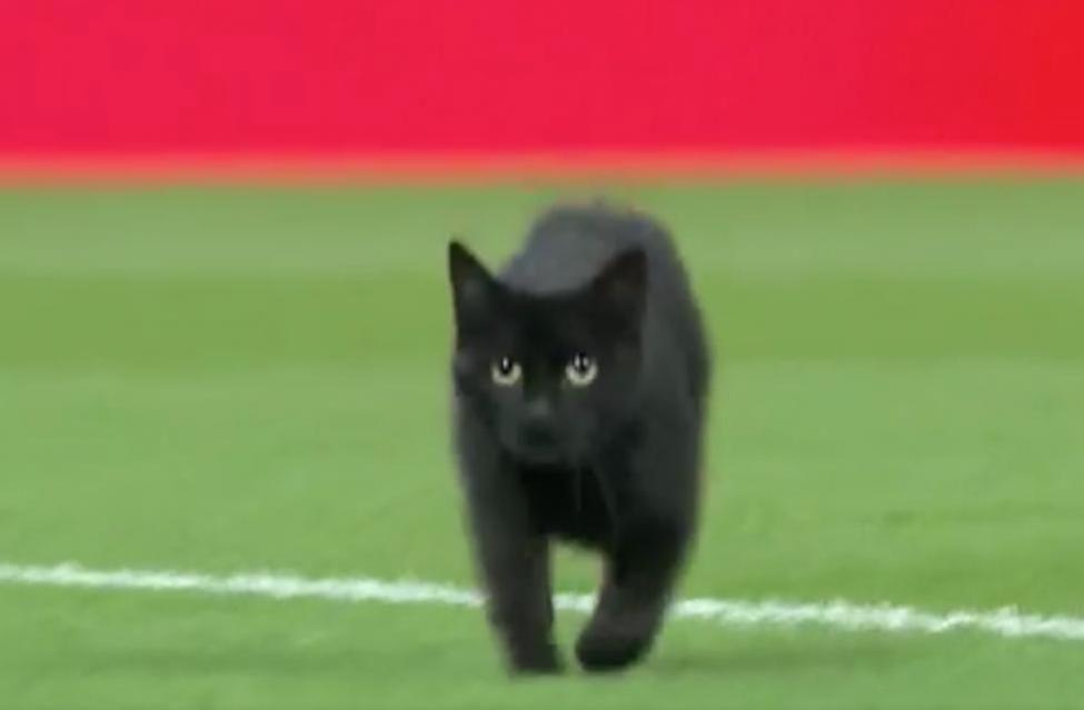 Running Black Cat Logo - Black cat runs onto field before English soccer match - UPI.com