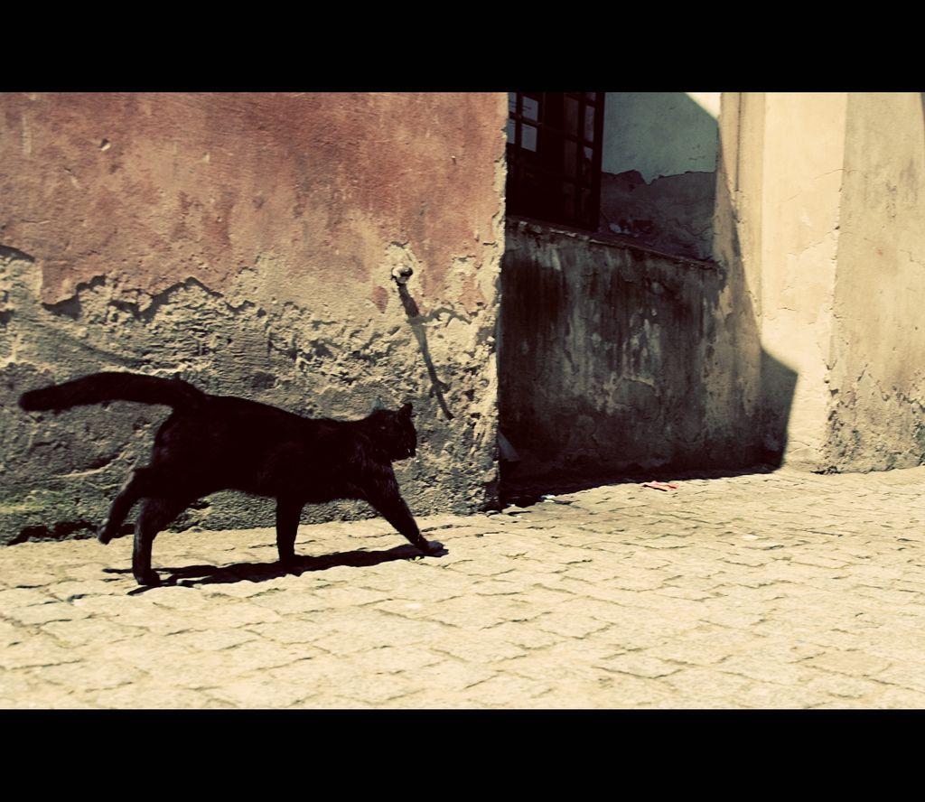 Running Black Cat Logo - Running Black Cat | I was walking around in the old town of … | Flickr