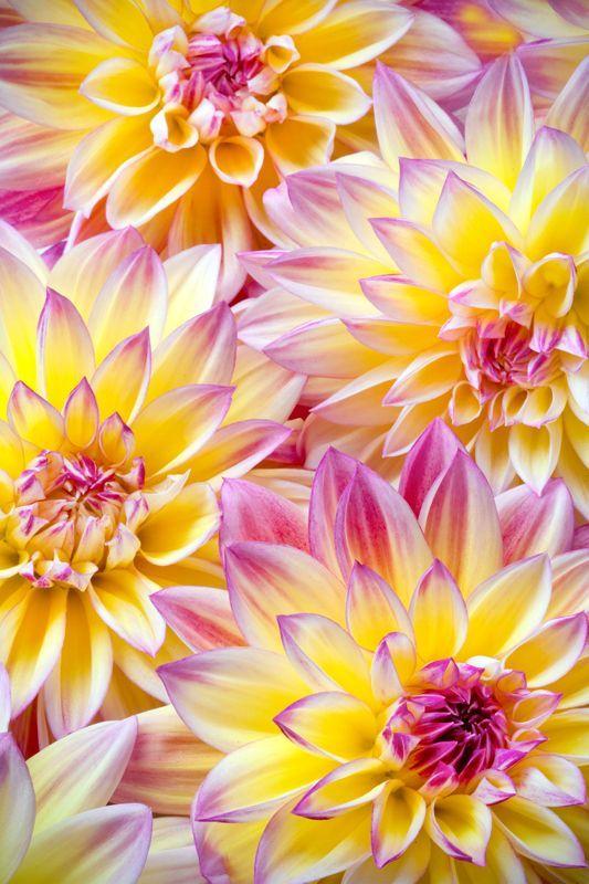 Pink and Yellow Flower Logo - Again, those two tone, pink and yellow dahlias, just have me; they ...
