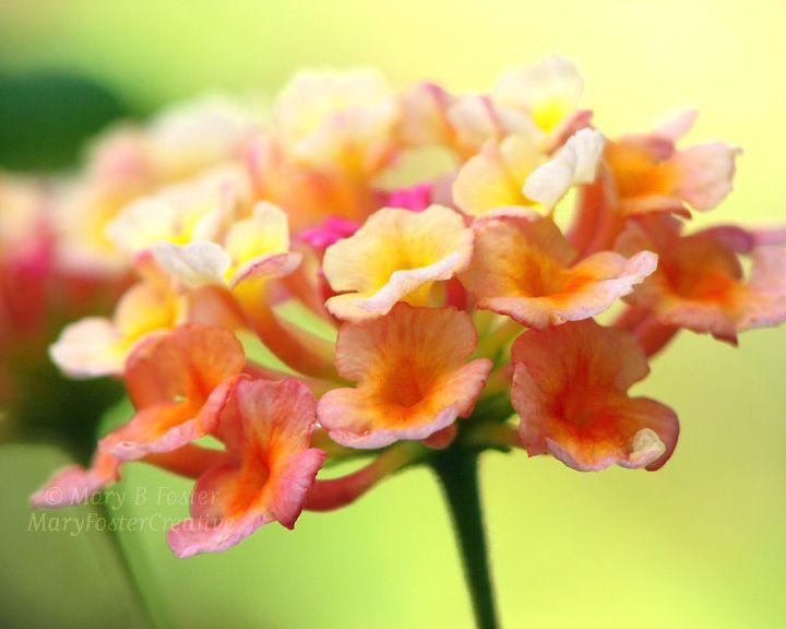 Pink and Yellow Flower Logo - Lantana Flower Photograph, Yellow, Orange, Pink, Lime Green - Mary ...