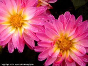 Pink and Yellow Flower Logo - Welcome to Spectral Photography