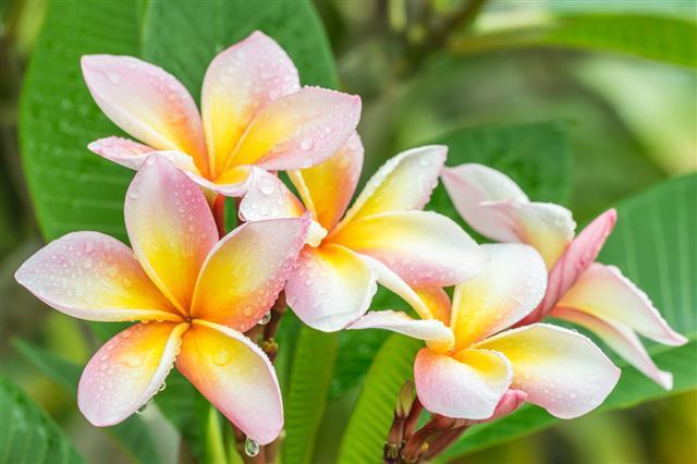 Pink and Yellow Flower Logo - Plumeria Flower Meaning - Its Deep Symbolism in Various Cultures