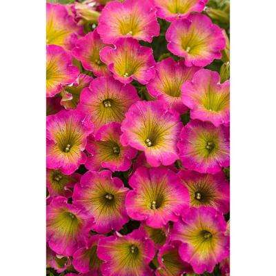 Pink and Yellow Flower Logo - Petunia - Annuals - Garden Plants & Flowers - The Home Depot