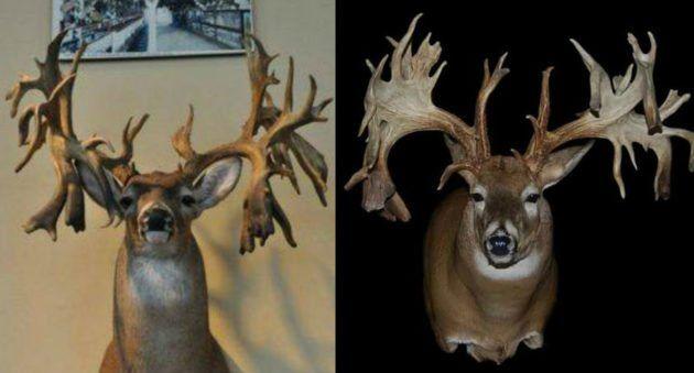Drop Tine Logo - WhitetailWednesday: 8 of the Coolest Drop-Tine Bucks Ever