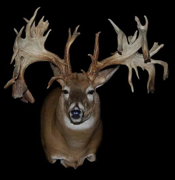 Drop Tine Logo - WhitetailWednesday: 8 Of The Coolest Drop Tine Bucks Ever